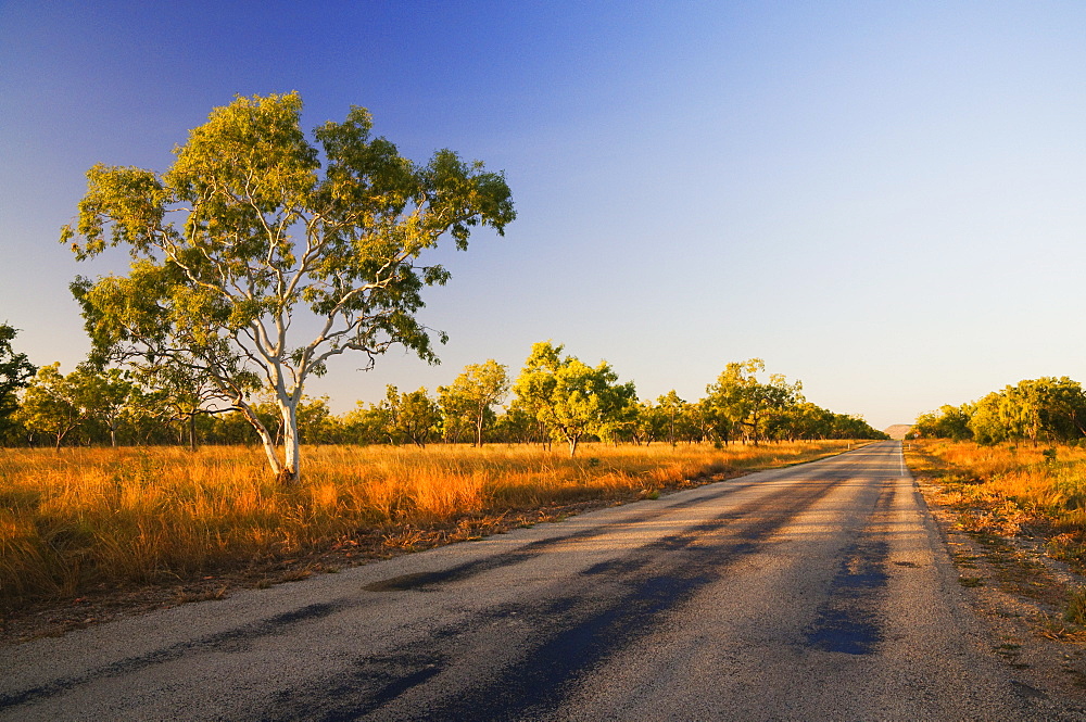 Ghost Gum tree and road, Northern Territory, Australia, Pacific