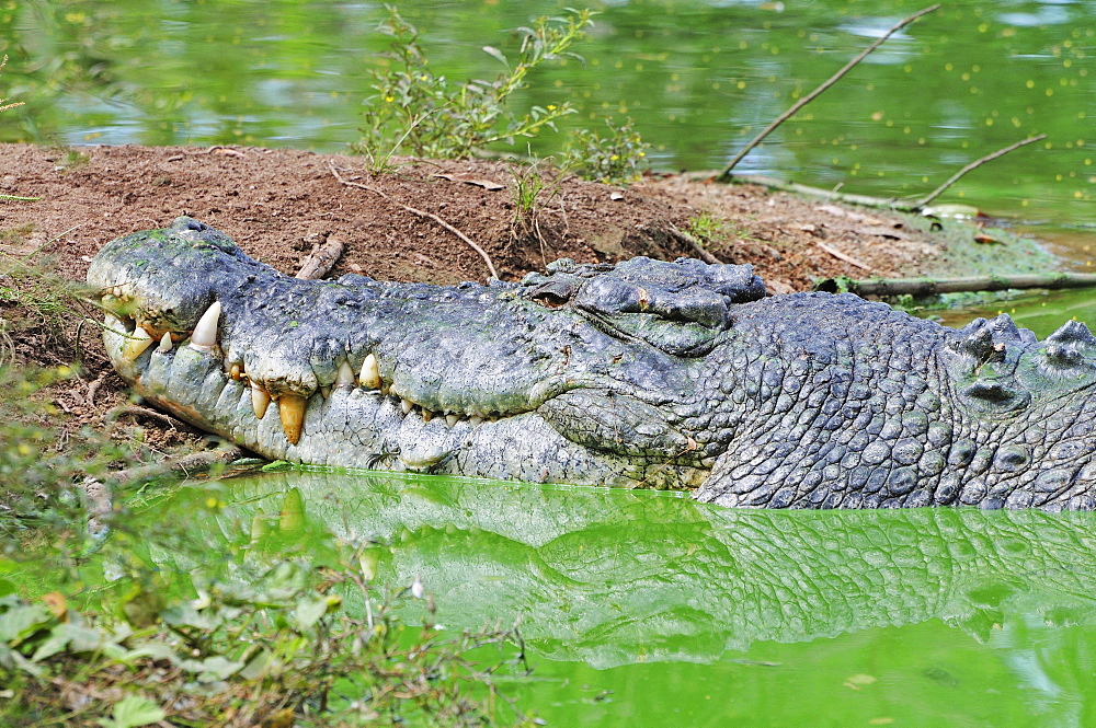 Saltwater crocodile, Northern Territory, Australia, Pacific