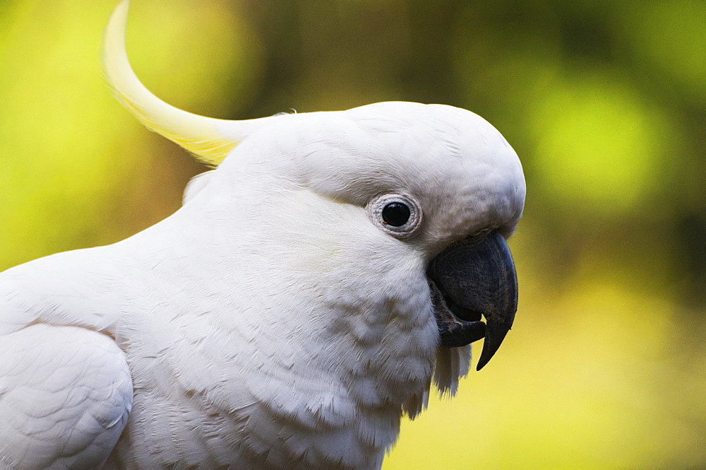 Sulphur-crested cockatoo, Dandenong Ranges, Victoria, Australia, Pacific