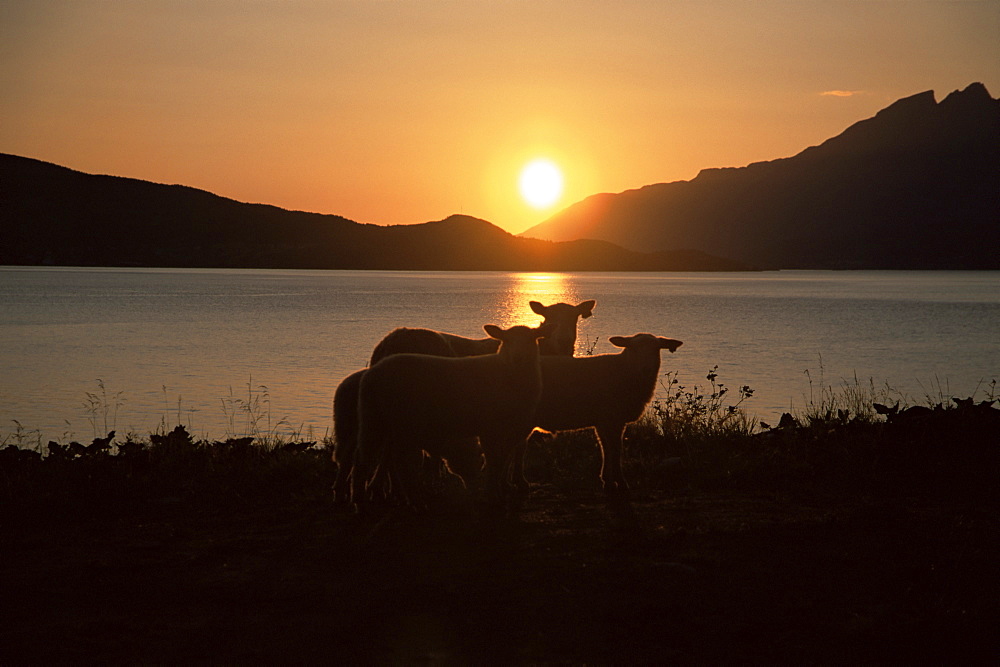 Sheep silhouetted against the midnight sun, Astafjorden, Troms, Norway, Scandinavia, Europe