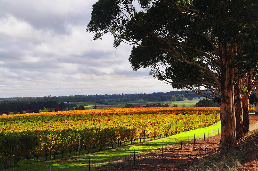 Vineyards, Manjimup, Western Australia, Australia, Pacific