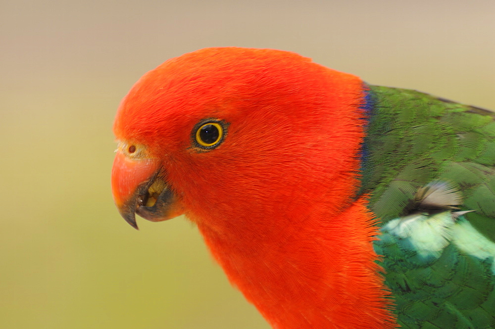 Australian King Parrot, Dandenong Ranges National Park, Victoria, Australia, Pacific