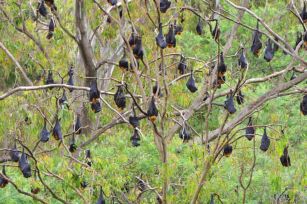 Flying foxes resting in tree, Yarra Bend Park, Melbourne, Victoria, Australia, Pacific