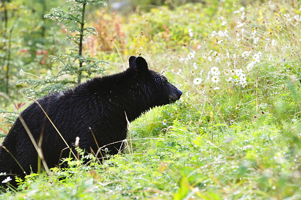 Black bear, Jasper National Park, Alberta, Canada, North America