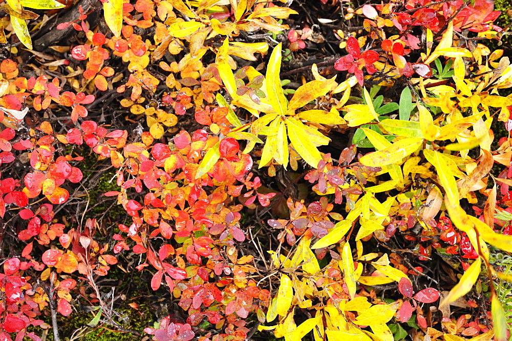 Autumn tundra, Denali National Park and Preserve, Alaska, United States of America, North America