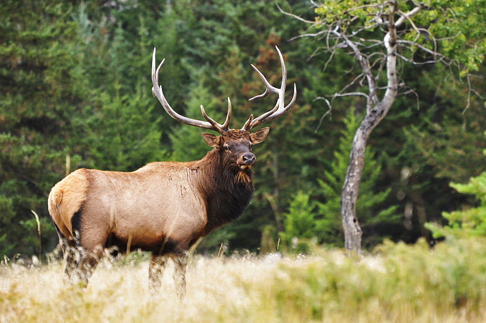 Elk (wapiti), Jasper National Park, Alberta, Canada, North America