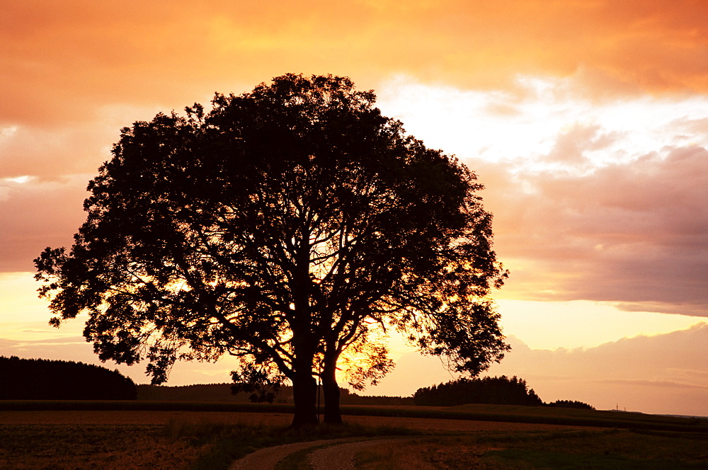 Silhouette of a tree at sunset, Bavaria, Germany, Europe