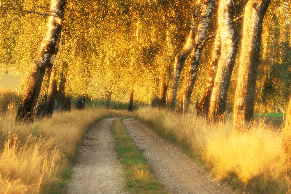 Avenue of birch trees in evening light, Bavaria, Germany, Europe