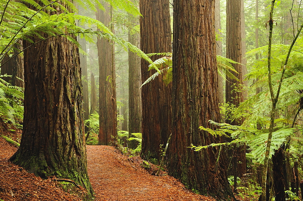 Redwoods and Tree Ferns, The Redwoods, Rotorua, Bay of Plenty, North Island, New Zealand, Pacific