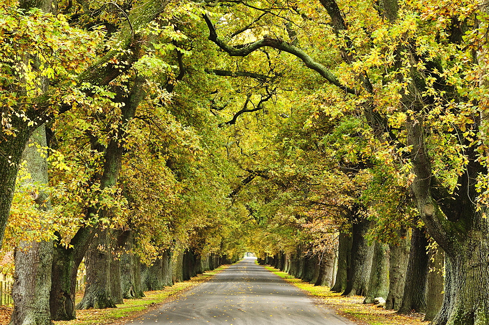 Oak Alley, Ormond Road, Hastings, Hawke's Bay, North Island, New Zealand, Pacific