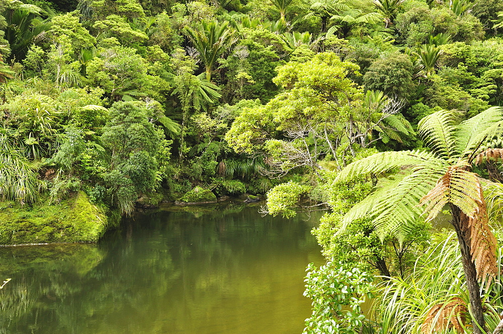 Pororari River, West Coast, South Island, New Zealand, Pacific