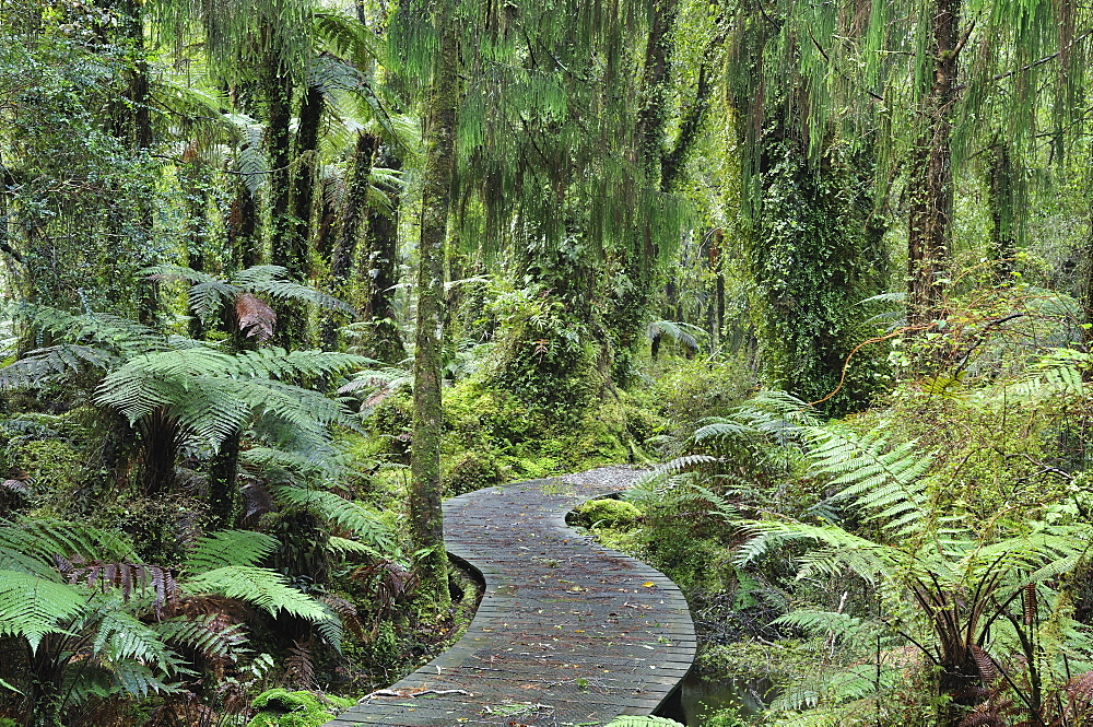 Walkway through Swamp Forest, Ships Creek, West Coast, South Island, New Zealand, Pacific