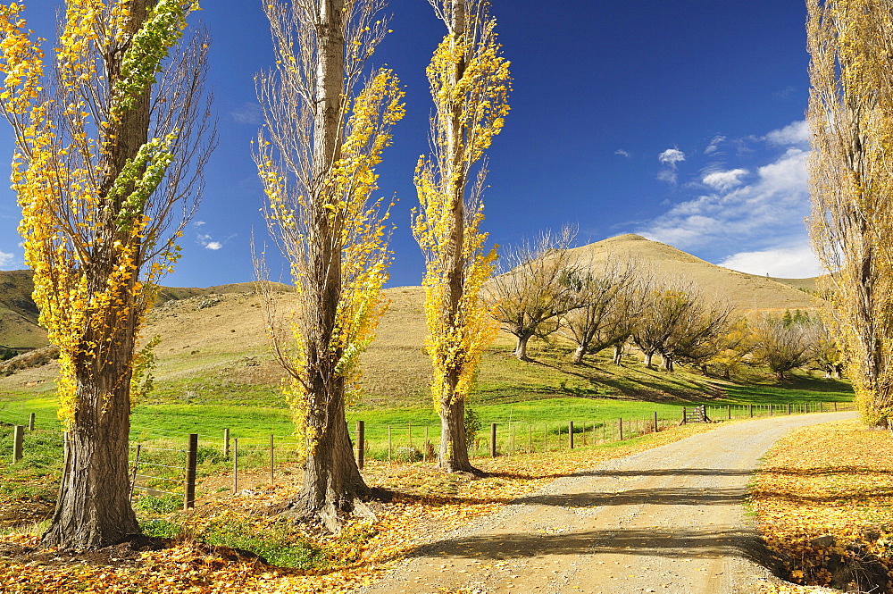 Poplar alley, Omarama Valley, Canterbury, South Island, New Zealand, Pacific