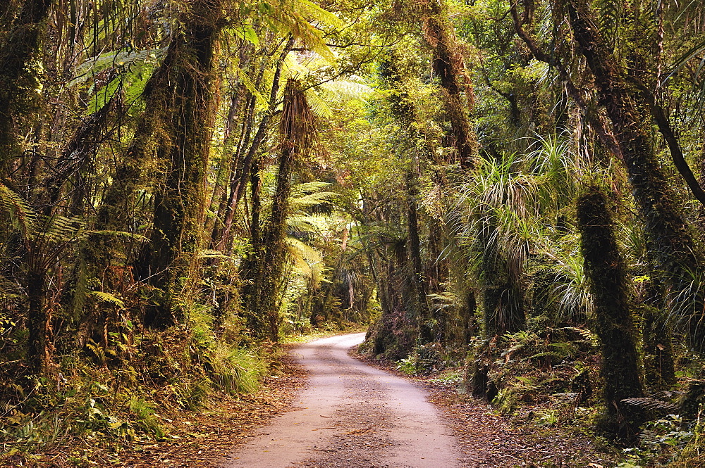 Native Forest, Lake Mahinapua, West Coast, South Island, New Zealand, Pacific