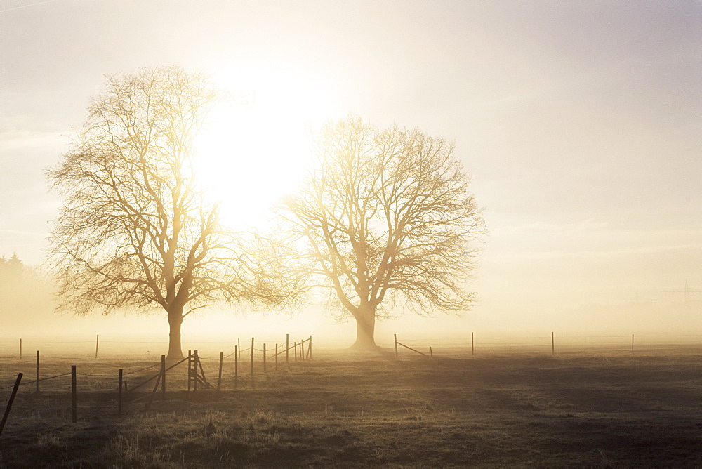 Backlit trees and morning fog, Lechrain, Landsberg, Germany, Europe