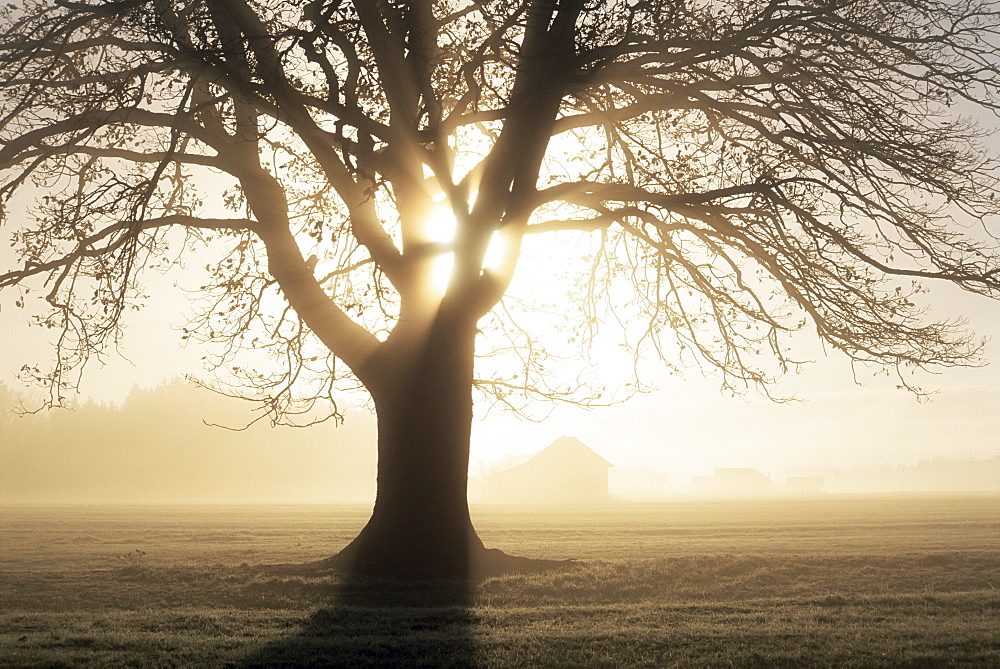 Backlit tree and morning fog, Lechrain, Landsberg, Germany, Europe