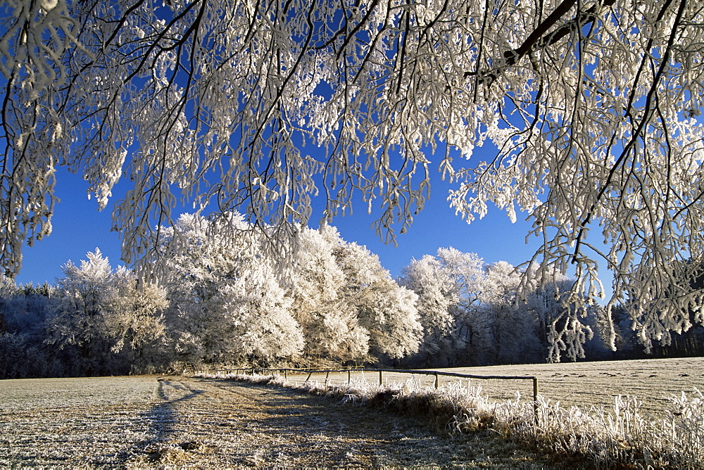 Trees covered with hoar frost, Bavaria, Germany, Europe