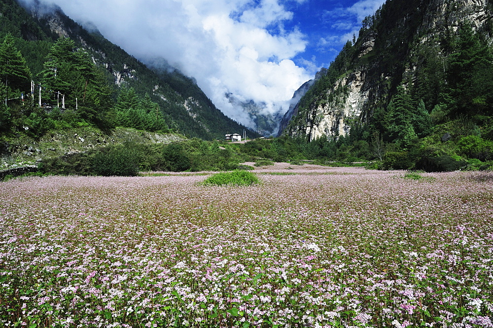 Marsyangdi River Valley, Annapurna Conservation Area, Gandaki, Western Region (Pashchimanchal), Nepal, Asia