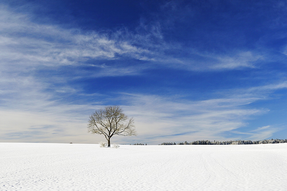 Winter landscape, near Villingen-Schwenningen, Black Forest-Baar (Schwarzwald-Baar) district, Baden-Wurttemberg, Germany, Europe