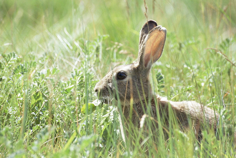 Rabbit, Tierra del Fuego, Argentina, South America