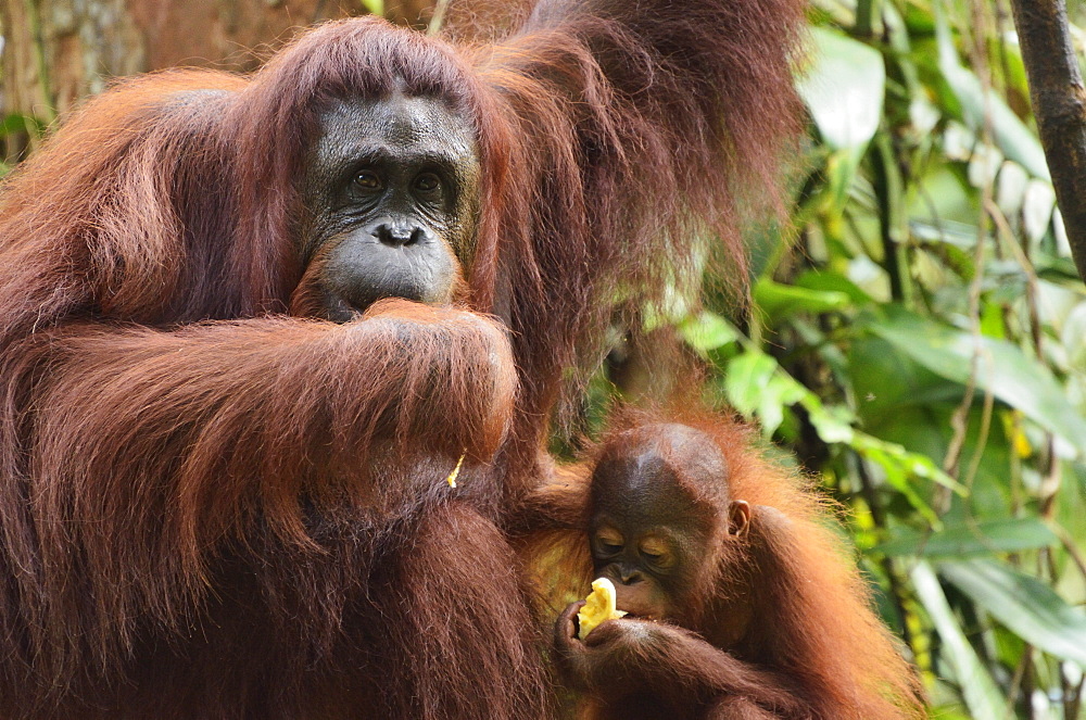 Orangutan (Pongo borneo), Semenggoh Wildlife Reserve, Sarawak, Borneo, Malaysia, Southeast Asia, Asia