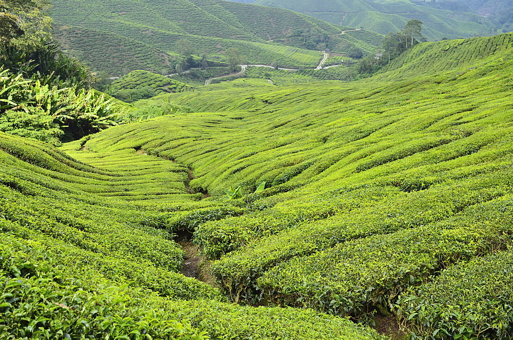 Tea Plantation, Cameron Highlands, Perak, Malaysia, Southeast Asia, Asia