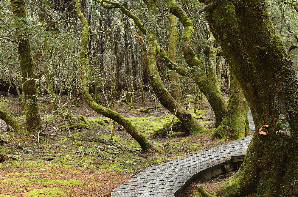 Boardwalk through temperate rainforest, Cradle Mountain-Lake St. Clair National Park, UNESCO World Heritage Site, Tasmania, Australia, Pacific