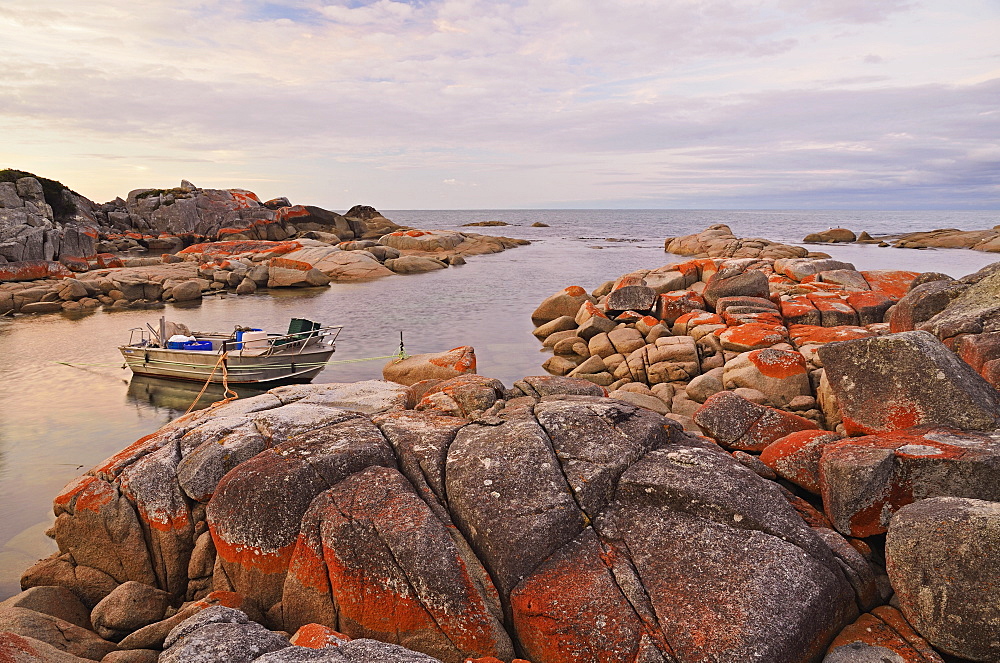 Red lichen on Rocks, Bay of Fires, Bay of Fires Conservation Area, Tasmania, Australia, Pacific