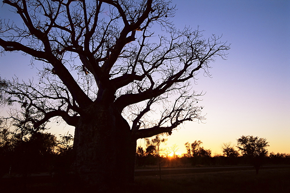 Boab tree and gravel road, Kimberley, Western Australia, Australia, Pacific