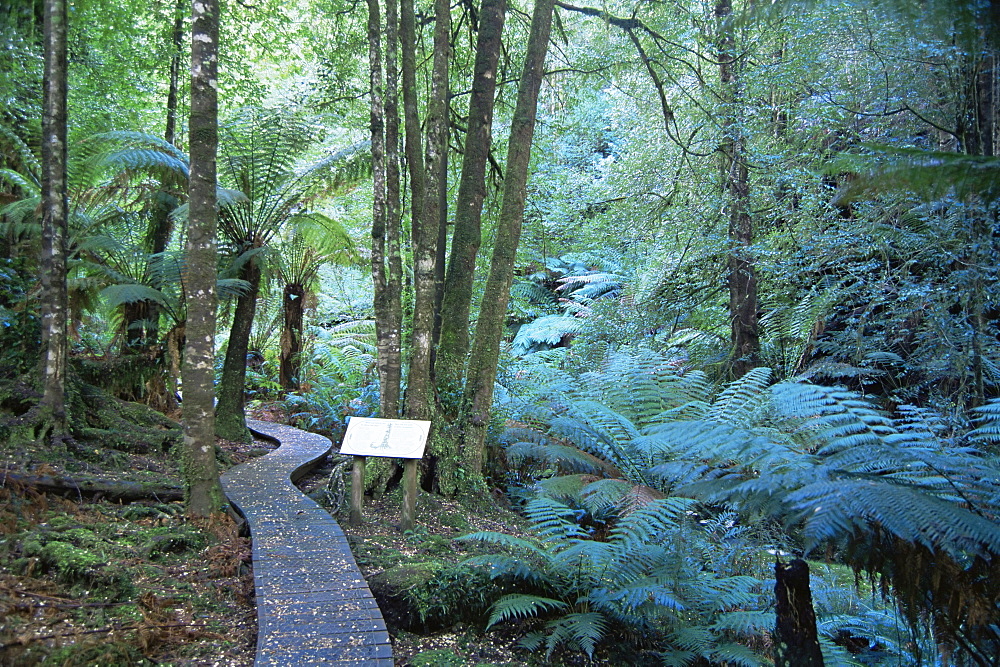 Wielangta Forest Walk, Tasmania, Australia, Pacific