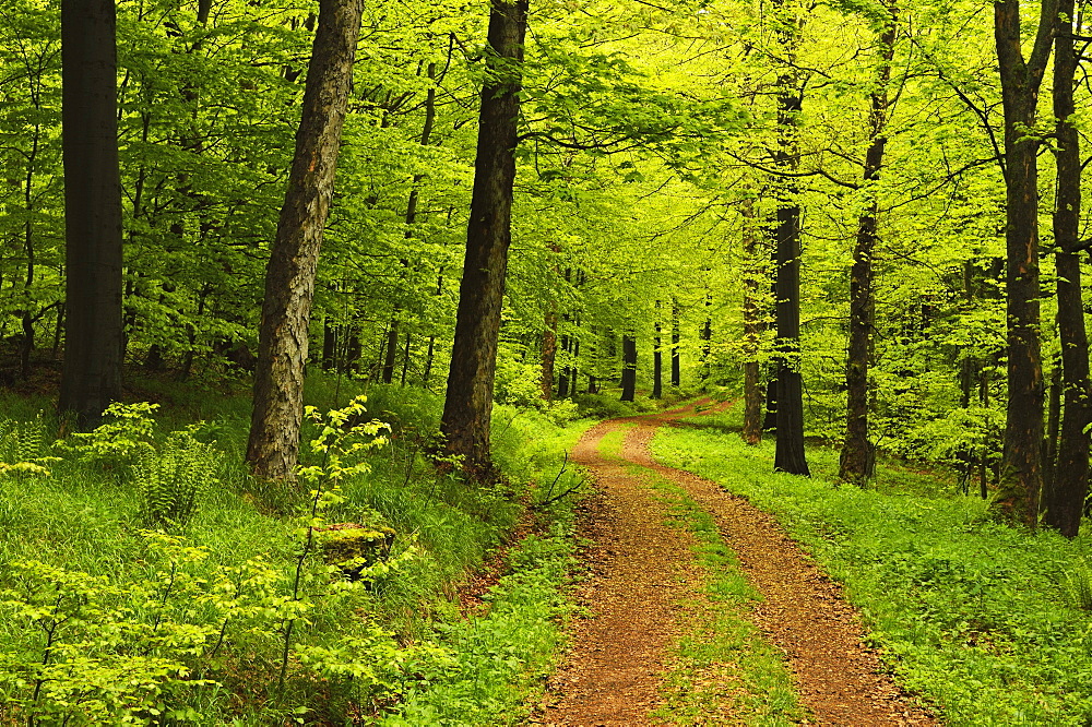 Beech forest, Erzgebirge, Saxony, Germany, Europe