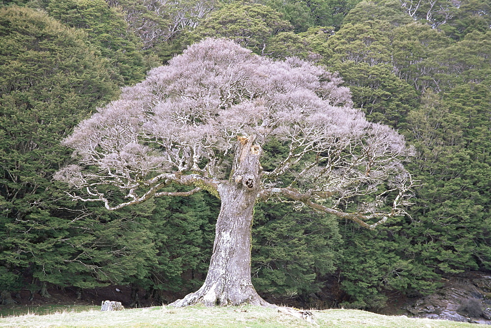 Old beech tree, Canaan Downs, South Island, New Zealand, Pacific