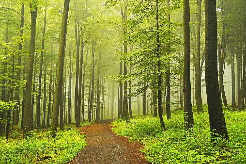 Morning fog in forest near Bad Marienberg, Westerwald, Rhineland-Palatinate, Germany, Europe 