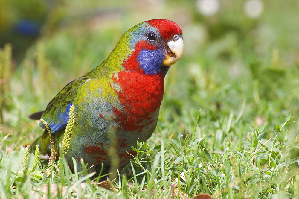 Crimson rosella (juvenile), Yarra Ranges National Park, Victoria, Australia, Pacific