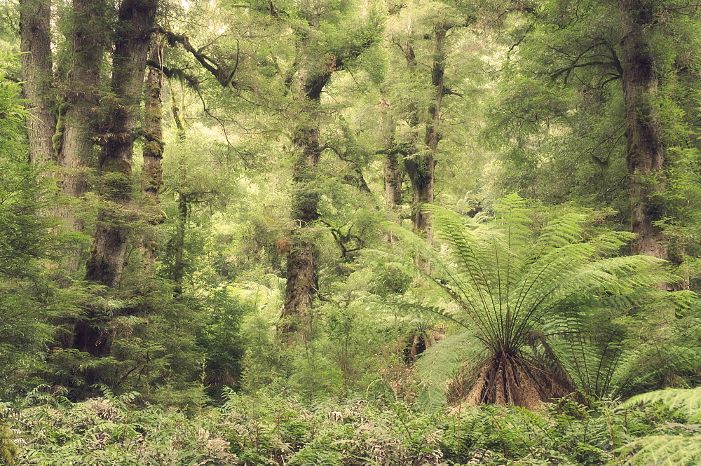 Tree ferns and myrtle beech trees in the temperate rainforest, Yarra Ranges National Park, Victoria, Australia, Pacific