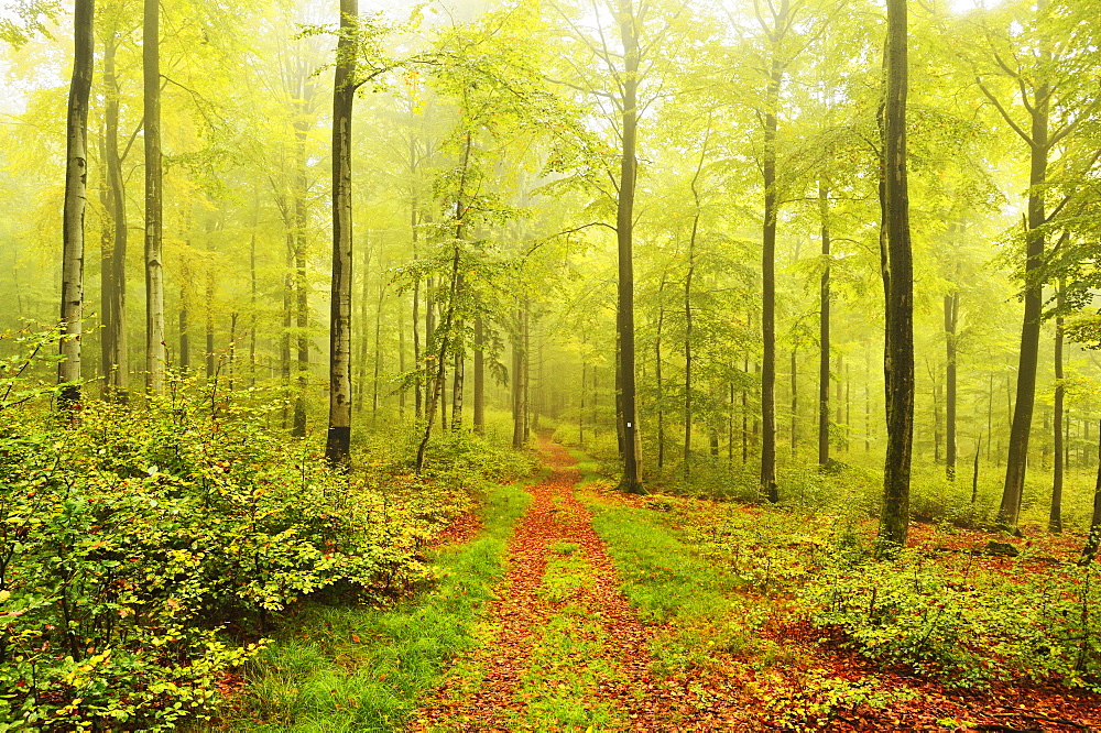 Beech forest and morning fog, Hunsrueck, Rhineland-Palatinate, Germany, Europe 