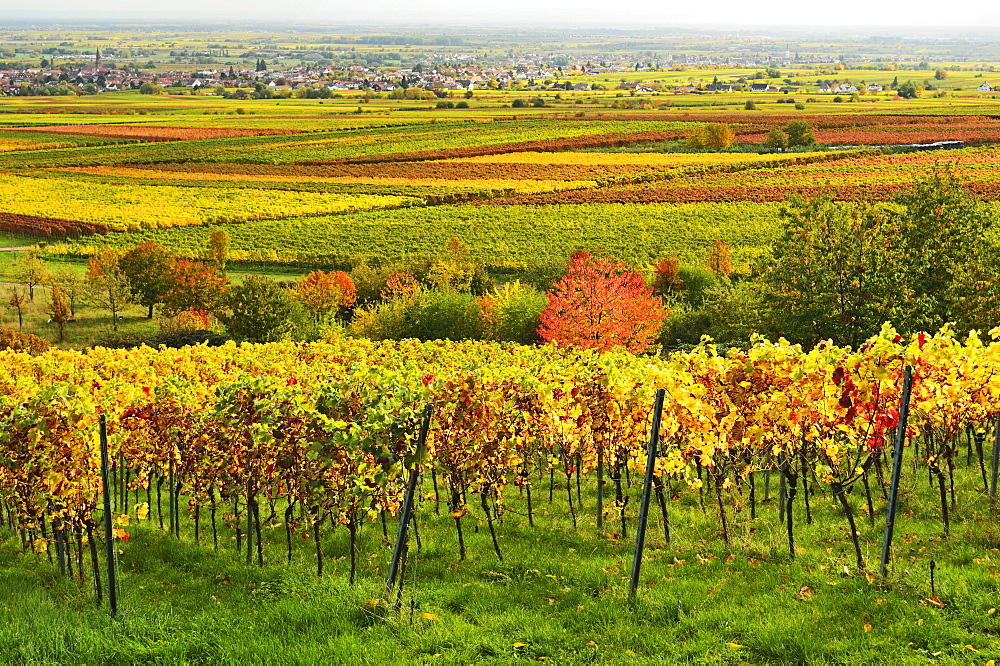 Vineyard landscape, near St. Martin, German Wine Route, Rhineland-Palatinate, Germany, Europe 