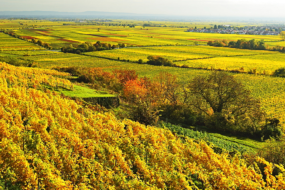 Vineyard landscape, near Bad Duerkheim, German Wine Route, Rhineland-Palatinate, Germany, Europe 