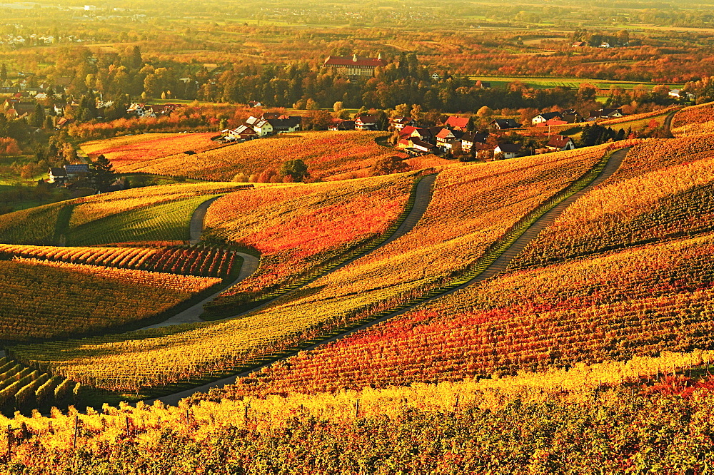 Vineyard landscape and Blumberg village, Ortenau, Baden Wine Route, Baden-Wurttemberg, Germany, Europe 