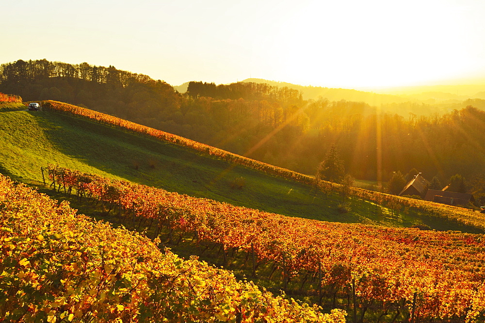 Vineyard landscape, Ortenau, Baden Wine Route, Baden-Wurttemberg, Germany, Europe 