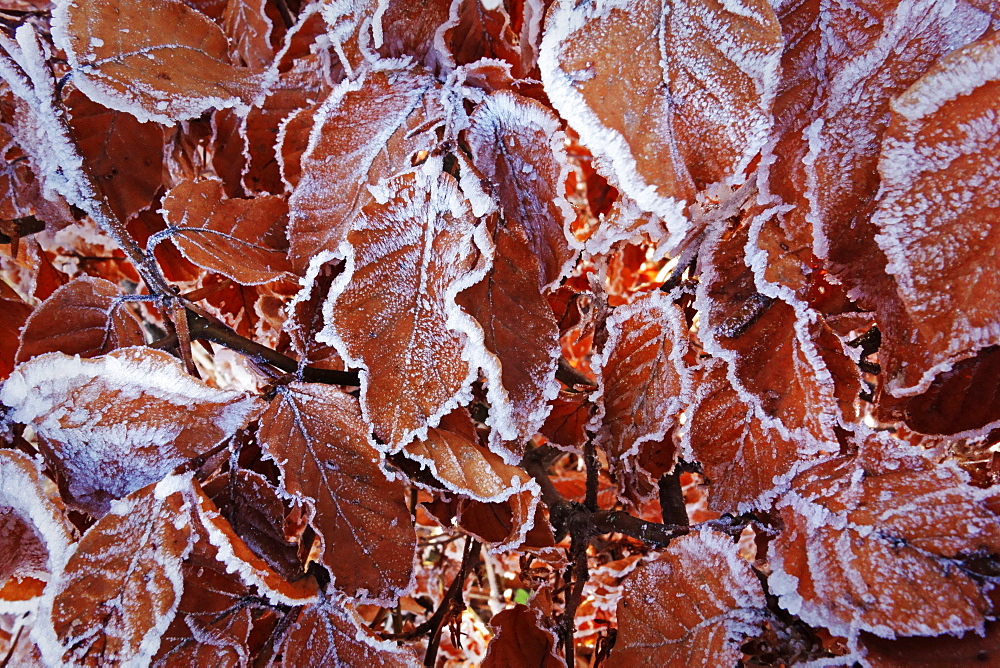 Beech leaves with hoar frost, Swabian Alb, Baden-Wurttemberg, Germany, Europe