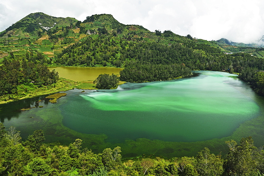 Telaga Warna (Colorful Lake), Dieng Plateau, Java, Indonesia, Southeast Asia, Asia