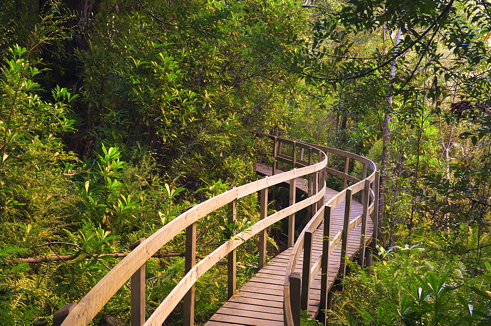 Boardwalk, Tahune Forest Reserve, Tasmania, Australia, Pacific