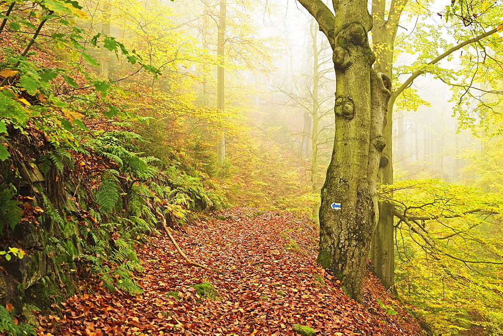 Autumn forest around Karlovy Vary, Czech Republic, Europe