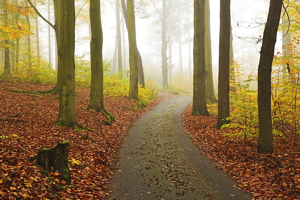 Autumn forest around Karlovy Vary, Czech Republic, Europe