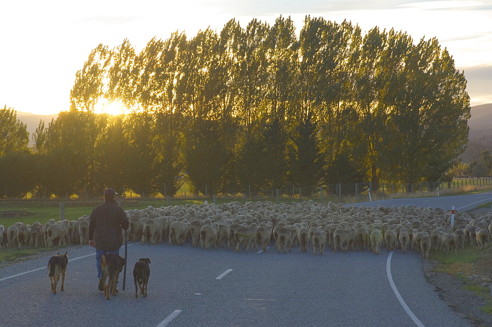 Driving sheep, Tarras, Central Otago, South Island, New Zealand, Pacific