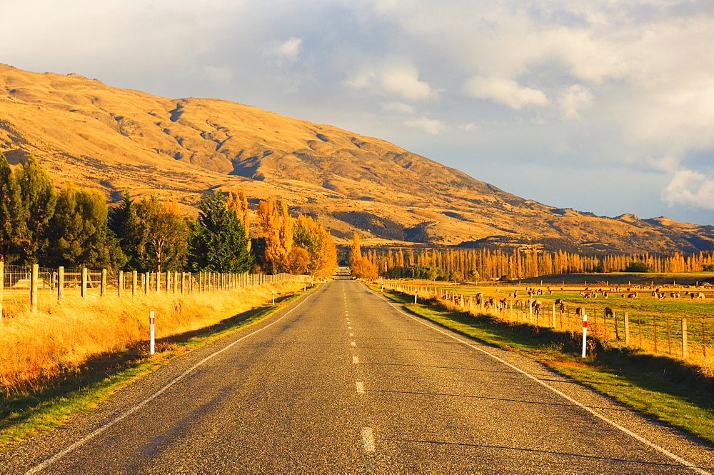 Road, Tarras, Central Otago, South Island, New Zealand, Pacific