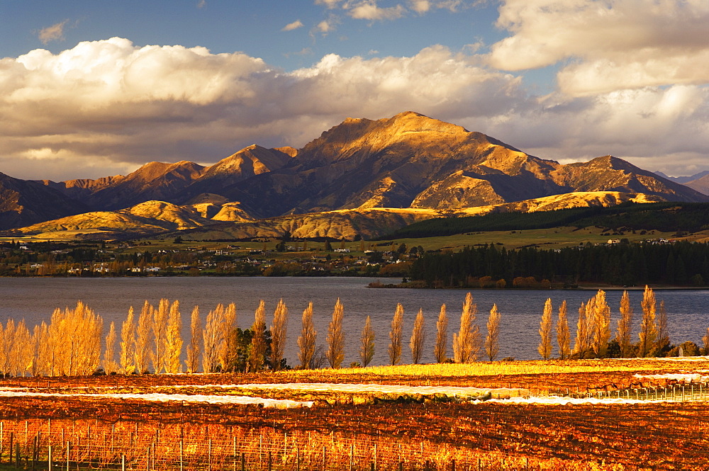 Vineyard and Lake Wanaka, Wanaka, Central Otago, South Island, New Zealand, Pacific