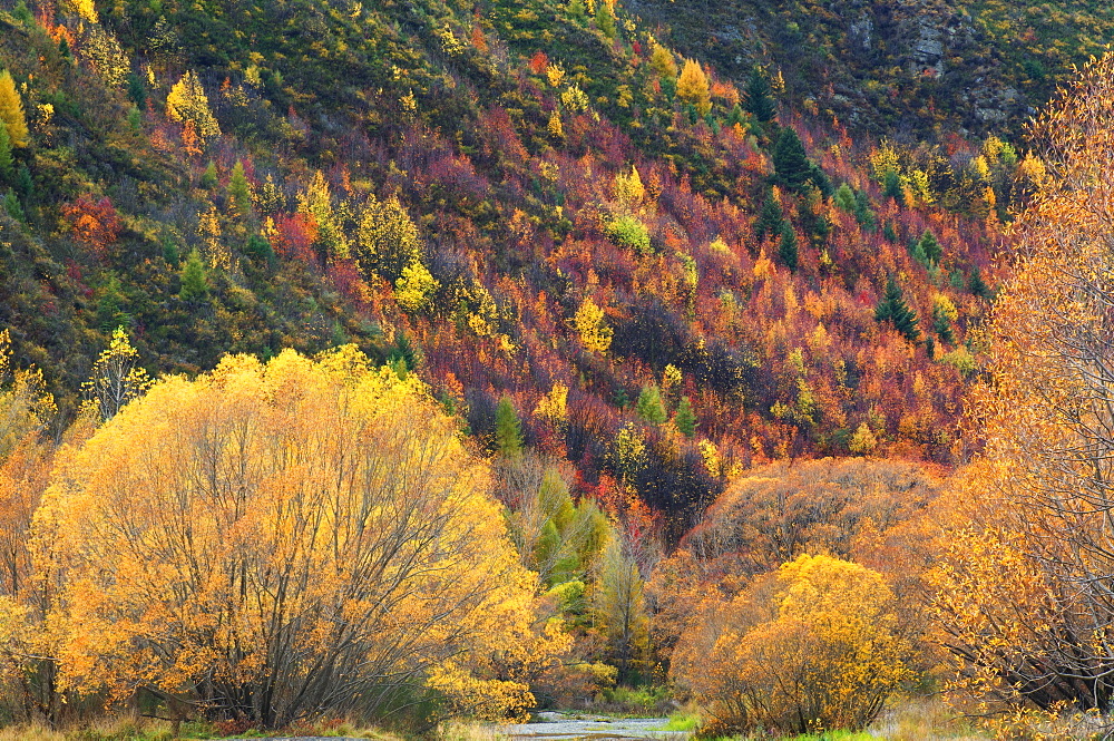 Trees, Arrowtown, Central Otago, South Island, New Zealand, Pacific