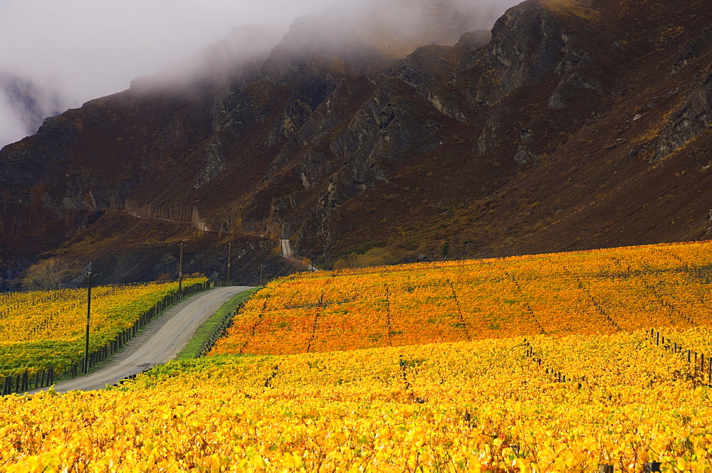 Vineyards, Queenstown, Central Otago, South Island, New Zealand, Pacific